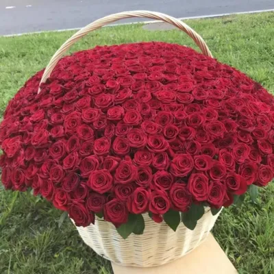 Красные розы в полный Рост от 100см до 220см | Купить недорого с доставкой  по СПб - Newflora