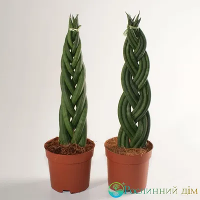 Многолетнее вечнозеленое бесстебельное растение сансевиерия (Sansevieria),  либо сансевьера, либо са… | Plantas indoor, Melhores plantas para dentro de  casa, Plantas