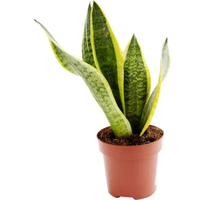 Сансевьера растение картинка