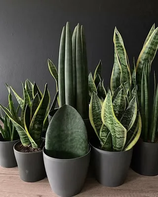 Растение комнатное Sansevieria variegata Сансевьера 40 х 13 см - купить в  Москве, цены на Мегамаркет