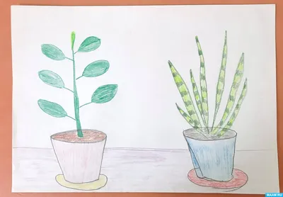 Сансевьера или сенсевьера змея растений lidah mertua векторный ручной  рисунок зеленого цвета набросок иллюстрации Векторное изображение  ©bakhtiarzein 533278158