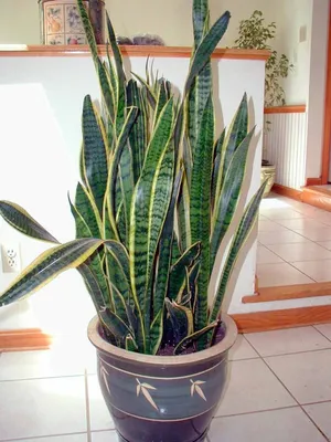 Купить комнатные растения продажа растений Сансевиерия тещин язык уход фото  купить в Киеве неприхотливое растение.