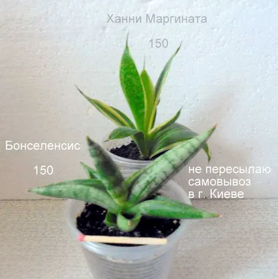 Сансевьера растение картинка