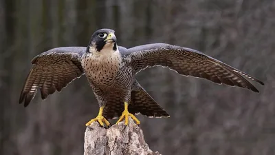 Сапсан (Falco peregrinus)