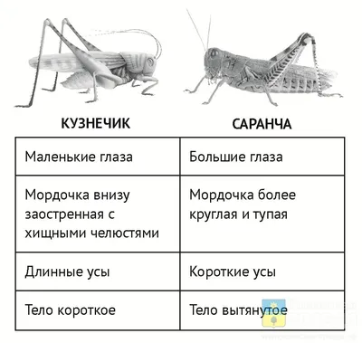 Саранча нанесла серьезный ущерб посевам в Уругвае | ИА Красная Весна