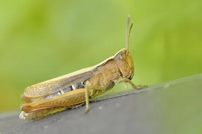 Перелётная саранча (Locusta migratoria) - Picture Insect