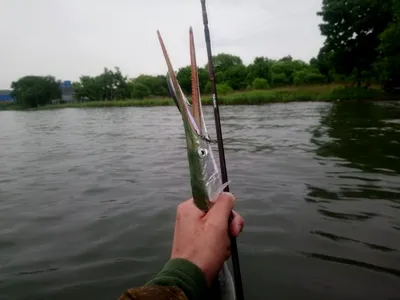 Жареный черноморский сарган или морская щука… — Сообщество «Вкусно жрать»  на DRIVE2