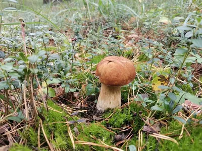 Сатанинский гриб (Rubroboletus satanas) фотографии, видео и истории