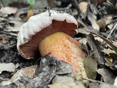 Лесной чёрт — Сатанинский гриб (лат. Rubroboletus satanas) | Грибы:  собираем, готовим, едим | Дзен