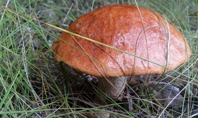 Фотокаталог грибов: Сатанинский гриб (Rubroboletus satanas)