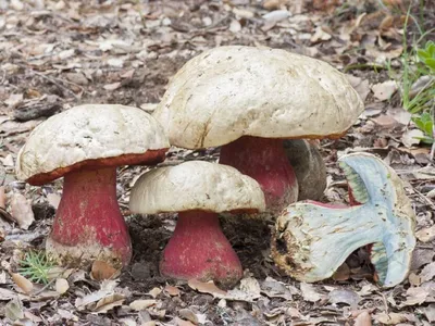 Сатанинский гриб (Rubroboletus satanas) фотографии, видео и истории