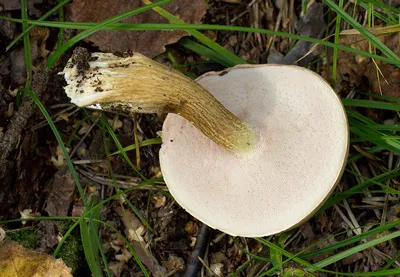 Сатанинский гриб (Rubroboletus satanas) фотографии, видео и истории