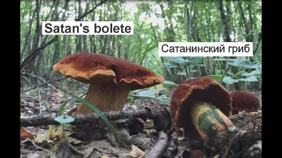 Кристина Козачек on Instagram: \"Сатанинский гриб🍄 Rubroboletus satanas Сатанинский  гриб долго ошибочно считался ядовитым. В настоящее время установлено, что  очень редко и только в сыром виде он может вызывать легкие желудочные  расстройства.