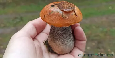 Сатанинский гриб (Rubroboletus satanas) фотографии, видео и истории