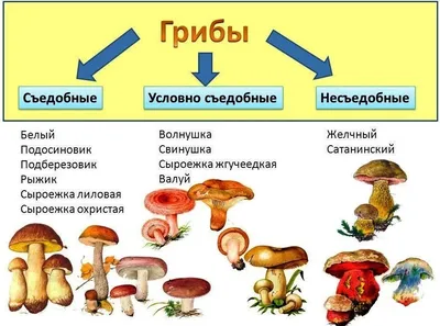 Определитель грибов. Как отличить опасные грибы от съедобных 🍄 - YouTube