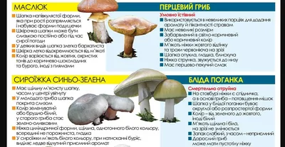 Тихая охота. Учимся отличать съедобные грибы от опасных — Бобруйский  новостной портал Bobrlife