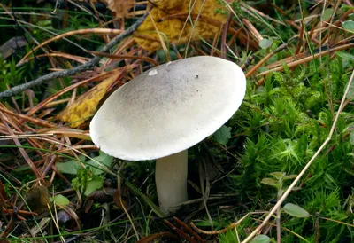 Рядовка серая, Tricholoma portentosum - Грибы Средней Полосы