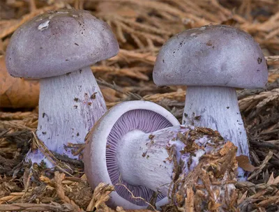 Вячеслав Степанов: Грибы Калужской области - Рядовка опенковидная  (Tricholoma focale)