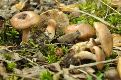 Рядовка мыльная, Tricholoma saponaceum - Грибы Средней Полосы