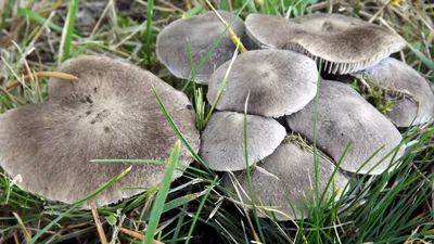 Фотокаталог грибов: Рядовка ядовитая (Tricholoma pardalotum)