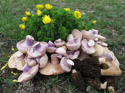 Рядовка частопластинковая (Tricholoma stiparophyllum) – Грибы Сибири