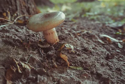 Рядовка лиловоногая (Lepista saeva) фотографии, видео и истории