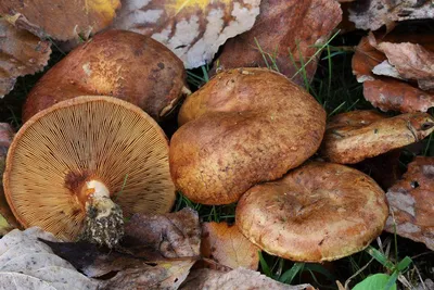 Съедобная Рядовка бело-коричневая - Tricholoma albobrunneum. Гриб соснового  бора. | Грибы, Дикие грибы