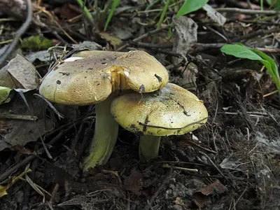 Мицелий Рядовки серой / Рядовка штриховатая (Tricholoma portentosum)