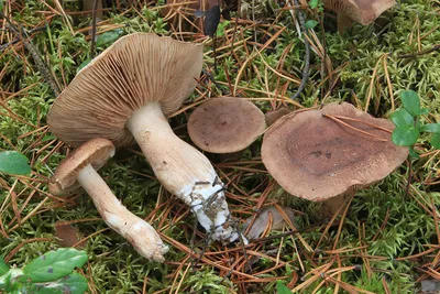 Рядовка чешуйчатая (Tricholoma imbricatum) – Грибы Сибири