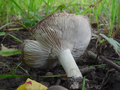 Рядовка перевязанная (Tricholoma focale) – Грибы Сибири