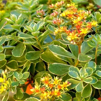 Седум d 12 (1л) Sedum оптом: купить в Москве от производителя - питомника  ЦветКом