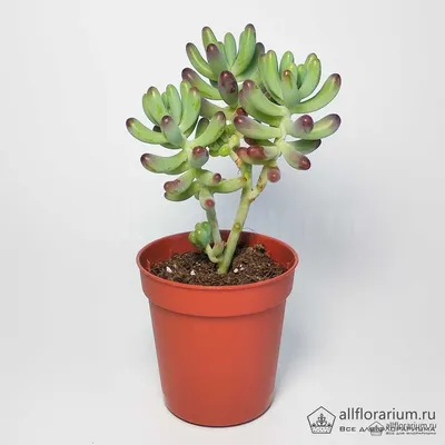 Седум/Очиток испанский (Sedum hispanicum minus)