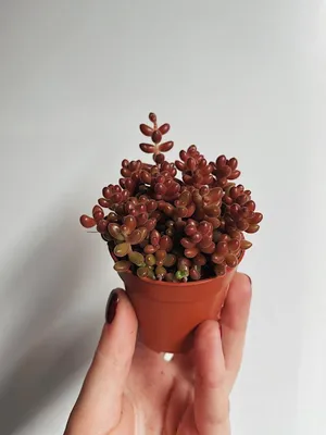 Седум Пахифиллюм - Sedum Pachyphyllum - Всё для флорариума