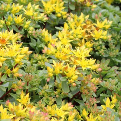 Седум Компактум Sedum Compactum