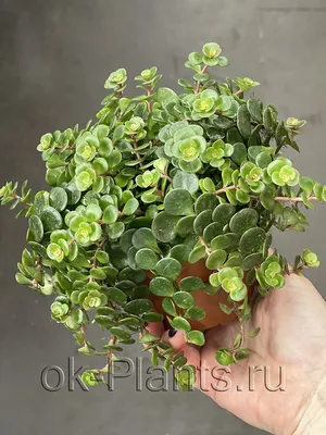 Очиток (Седум) едкий (Sedum acre) Р9 — Питомник Летний сад