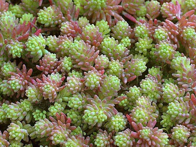 Купить Очиток (седум) Бриллиант Sedum spectabile Brilliant - в питомнике  Флорини