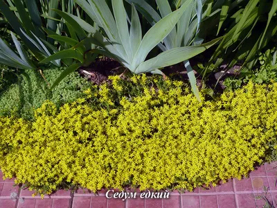 Седум видный Sedum spectabile \"Autumn Joy\" : С2/3 | Сибирские газоны -  Сибирские газоны