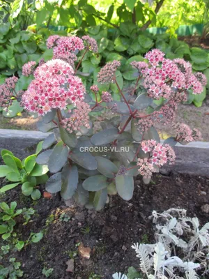 Черенок Очиток Зибольда (Sedum sieboldii, седум Зибольда)