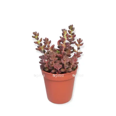 Растение ⌀ 5 Sedum TRELEASEI куст! (Седум, Очиток): купить c доставкой  почтой 🌸 Адениум дома