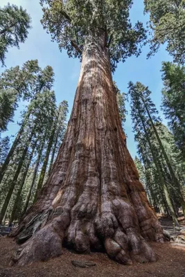 Sequoia Дерево В Национальном Парке Секвойя, Калифорния Фотография,  картинки, изображения и сток-фотография без роялти. Image 59463948