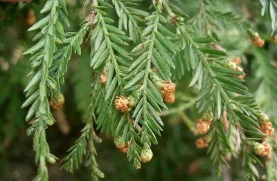 Sequoia sempervirens, Секвойя вечнозеленая|landshaft.info