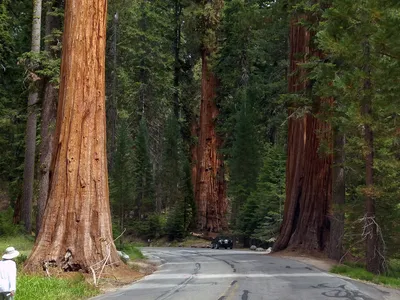 Sequoia National Park / секвойя :: зима :: дерево :: фотография :: Природа  (красивые фото природы: моря, озера, леса) / смешные картинки и другие  приколы: комиксы, гиф анимация, видео, лучший интеллектуальный юмор.