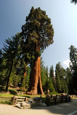 Секвойя – дерево-гигант | Fotografía de árboles, Árboles viejos, Arboles  nativos