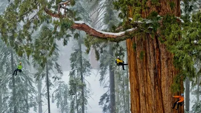 Секвойя вечнозелёная (Sequoia sempervirens)