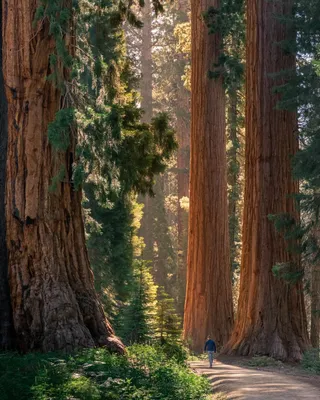 Деревья секвойя в северной америке (50 фото) - 50 фото