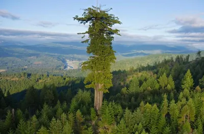 Секвойя вечнозелёная (Sequoia sempervirens)