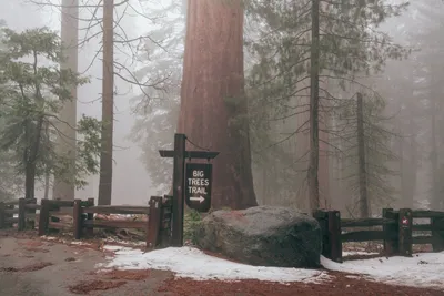 Секвойя национальный парк (Sequoia National Park) - Travel 4 Live