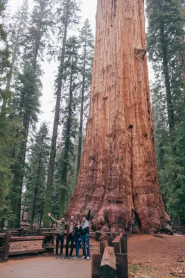 Вид На Гигантский Sequoia Деревьев В Национальном Парке Секвойя,  Калифорния, США Фотография, картинки, изображения и сток-фотография без  роялти. Image 51297353