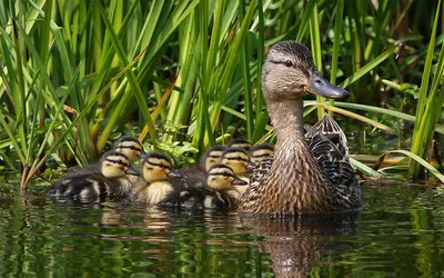 картинки : воды, животное, Пруд, Дикая природа, плавать, клюв, Фауна,  Селезень, утка, Позвоночный, Водоплавающих птиц, Водяная птица, кряква,  Утки гусей и лебедей 1024x767 - - 1158855 - красивые картинки - PxHere