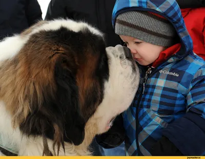 Сенбернар - 🐕 описание породы, характер собак, особенности содержания